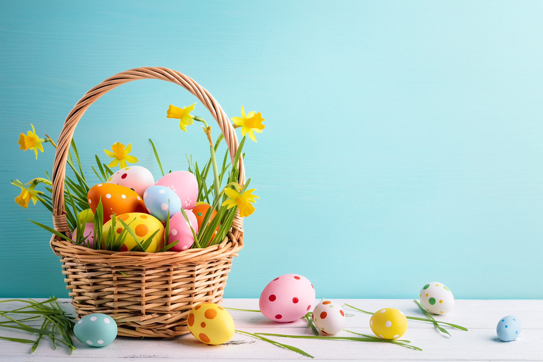 Easter bucket with colorful Easter eggs and yellow spring flowers